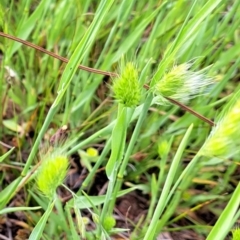 Cynosurus echinatus (Rough Dog's Tail Grass) at Watson, ACT - 28 Nov 2022 by abread111