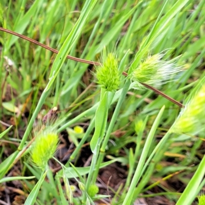 Cynosurus echinatus (Rough Dog's Tail Grass) at Mount Majura - 27 Nov 2022 by abread111
