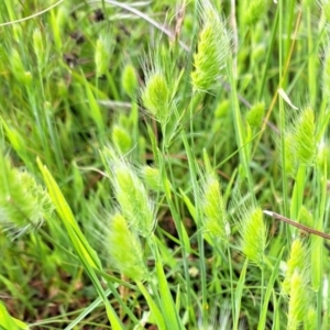 Cynosurus echinatus at Watson, ACT - 28 Nov 2022