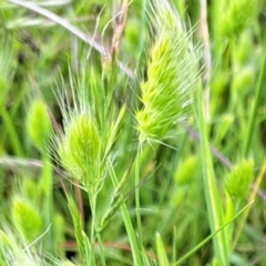 Cynosurus echinatus at Watson, ACT - 28 Nov 2022