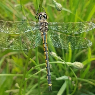 Hemicordulia tau (Tau Emerald) at Griffith, ACT - 28 Nov 2022 by SRoss