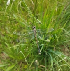 Hemicordulia tau at Griffith, ACT - 28 Nov 2022