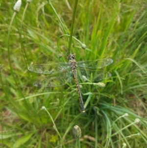 Hemicordulia tau at Griffith, ACT - 28 Nov 2022 03:19 PM