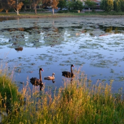 Cygnus atratus (Black Swan) at Amaroo, ACT - 28 Nov 2022 by TrishGungahlin