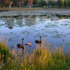 Cygnus atratus (Black Swan) at Yerrabi Pond - 28 Nov 2022 by TrishGungahlin