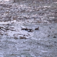 Anas superciliosa (Pacific Black Duck) at Yerrabi Pond - 28 Nov 2022 by TrishGungahlin
