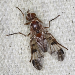 Cardiacera sp. (genus) (Scarab Fly) at O'Connor, ACT - 28 Nov 2022 by ibaird