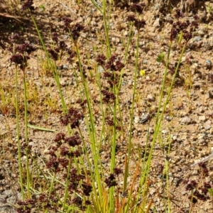 Juncus planifolius at Isaacs, ACT - 29 Nov 2022