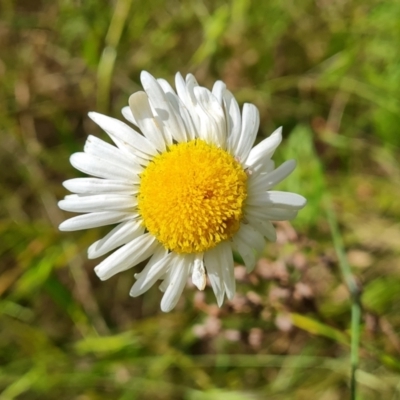 Brachyscome diversifolia var. diversifolia (Large-headed Daisy) at Isaacs Ridge and Nearby - 29 Nov 2022 by Mike