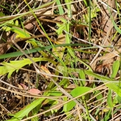 Brachyscome diversifolia var. diversifolia at Isaacs, ACT - 29 Nov 2022