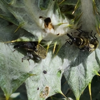 Lixus cardui (Thistle Stem-borer Weevil) at Isaacs Ridge and Nearby - 29 Nov 2022 by Mike