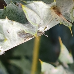 Lixus cardui at Isaacs, ACT - 29 Nov 2022