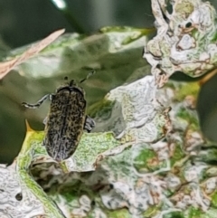 Lixus cardui (Thistle Stem-borer Weevil) at Isaacs, ACT - 29 Nov 2022 by Mike