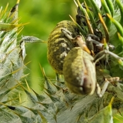 Lixus cardui (Thistle Stem-borer Weevil) at Isaacs Ridge and Nearby - 29 Nov 2022 by Mike