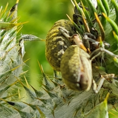 Lixus cardui (Thistle Stem-borer Weevil) at Isaacs Ridge and Nearby - 29 Nov 2022 by Mike