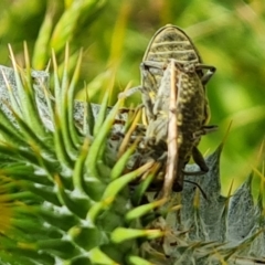 Lixus cardui at Isaacs, ACT - 29 Nov 2022