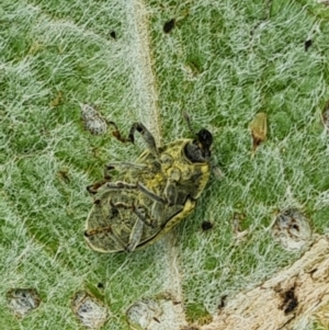 Lixus cardui at Isaacs, ACT - 29 Nov 2022