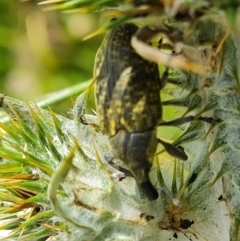 Lixus cardui at Isaacs, ACT - 29 Nov 2022