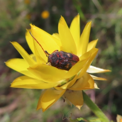 Cadmus (Cadmus) crucicollis (Leaf beetle) at Mount Taylor - 29 Nov 2022 by MatthewFrawley