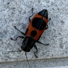 Nascioides parryi (A jewel beetle) at Barton, ACT - 29 Nov 2022 by HaukeKoch