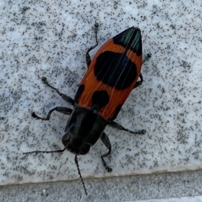 Nascioides parryi (A jewel beetle) at Barton, ACT - 29 Nov 2022 by HaukeKoch