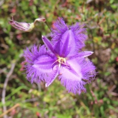 Thysanotus tuberosus subsp. tuberosus (Common Fringe-lily) at Kambah, ACT - 29 Nov 2022 by MatthewFrawley