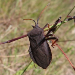 Amorbus sp. (genus) (Eucalyptus Tip bug) at Mount Taylor - 29 Nov 2022 by MatthewFrawley