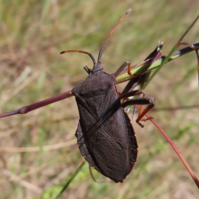 Amorbus sp. (genus) (Eucalyptus Tip bug) at Kambah, ACT - 29 Nov 2022 by MatthewFrawley