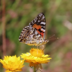 Vanessa kershawi (Australian Painted Lady) at Mount Taylor - 29 Nov 2022 by MatthewFrawley