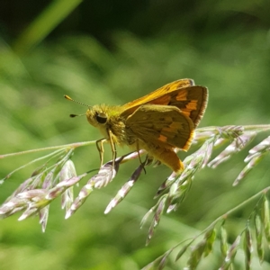 Ocybadistes walkeri at Kambah, ACT - 29 Nov 2022