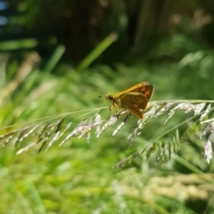 Ocybadistes walkeri at Kambah, ACT - 29 Nov 2022