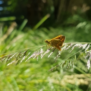 Ocybadistes walkeri at Kambah, ACT - 29 Nov 2022