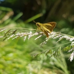 Ocybadistes walkeri at Kambah, ACT - 29 Nov 2022