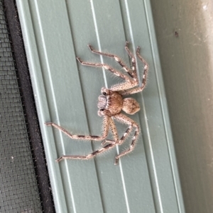 Sparassidae (family) at Hackett, ACT - 29 Nov 2022