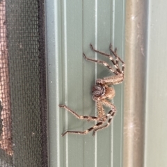 Sparassidae (family) at Hackett, ACT - 29 Nov 2022 02:37 PM