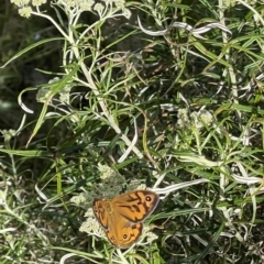 Heteronympha merope (Common Brown Butterfly) at Mount Majura - 28 Nov 2022 by Louisab