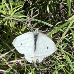 Pieris rapae (Cabbage White) at Watson, ACT - 29 Nov 2022 by Louisab