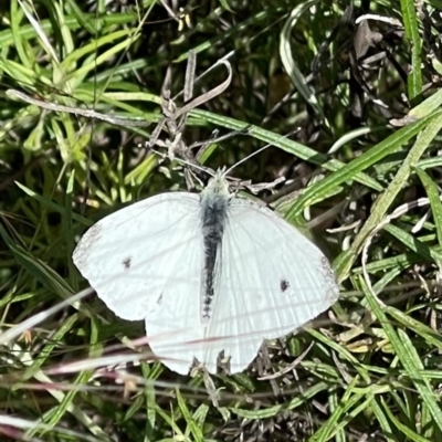 Pieris rapae (Cabbage White) at Watson, ACT - 28 Nov 2022 by Louisab