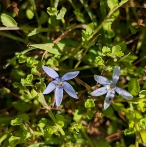 Isotoma fluviatilis subsp. australis at Coppabella, NSW - suppressed