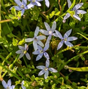 Isotoma fluviatilis subsp. australis at Coppabella, NSW - suppressed