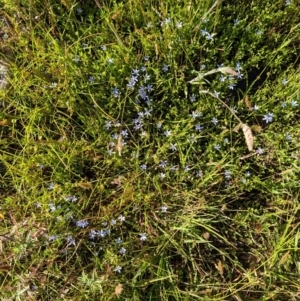 Isotoma fluviatilis subsp. australis at Coppabella, NSW - suppressed