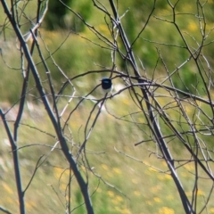 Malurus cyaneus (Superb Fairywren) at Coppabella, NSW - 28 Nov 2022 by Darcy