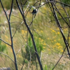 Malurus cyaneus at Coppabella, NSW - suppressed