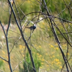 Malurus cyaneus at Coppabella, NSW - suppressed