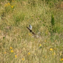 Coracina novaehollandiae (Black-faced Cuckooshrike) at Coppabella, NSW - 29 Nov 2022 by Darcy