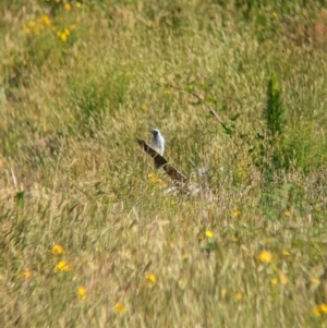 Coracina novaehollandiae at Coppabella, NSW - 29 Nov 2022