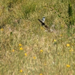 Coracina novaehollandiae at Coppabella, NSW - suppressed