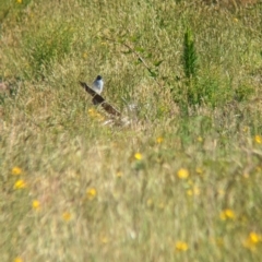 Coracina novaehollandiae at Coppabella, NSW - 29 Nov 2022