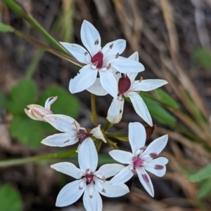 Burchardia umbellata at Coppabella, NSW - 29 Nov 2022