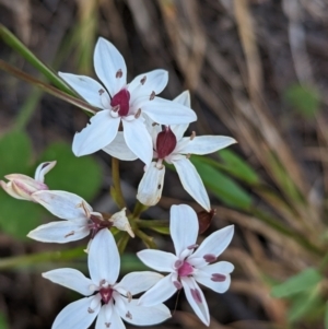 Burchardia umbellata at Coppabella, NSW - 29 Nov 2022